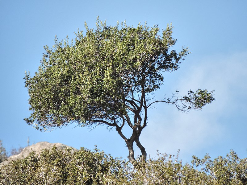 File:Tree 9112.jpg