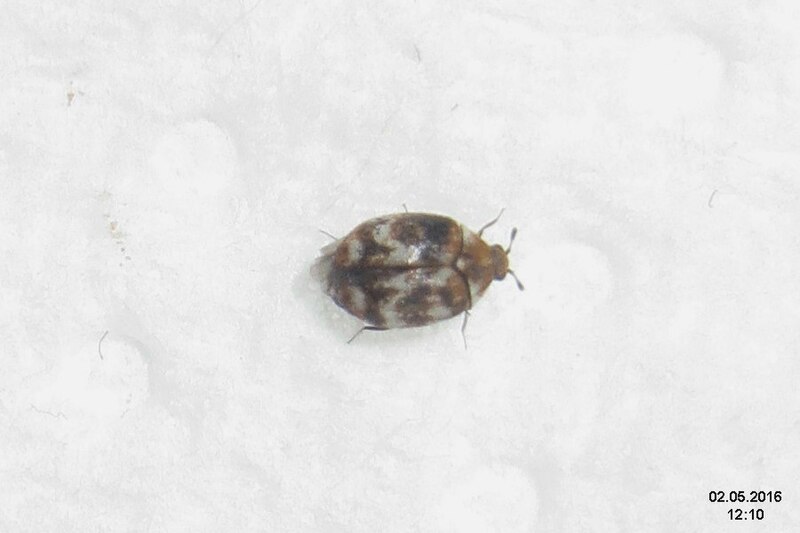 File:Variegated carpet beetle (kit) (26764458356).jpg