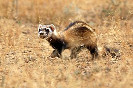 Wild steppe polecat.jpg