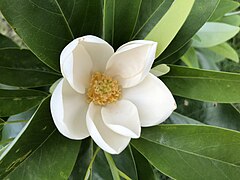 2018-06-06 15 54 59 A Sweetbay Magnolia blossom along Centreville Road (Virginia State Route 657) just south of McLearen Road (Virginia State Route 668) in Oak Hill, Fairfax County, Virginia.jpg