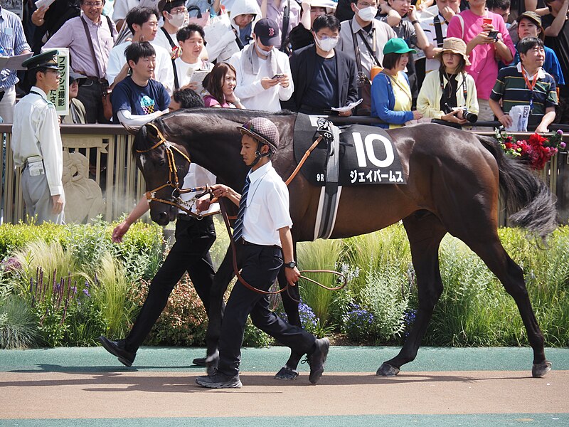 File:9R Murasaki Sho (3 win class, 4yo and up) Turf 1800m at tokyo racecourse (53750259693).jpg