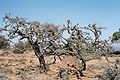 Frankincense trees (?); Dhofar, Oman