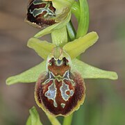 Ophrys argentaria Ophrys sphegodes var. argentaria