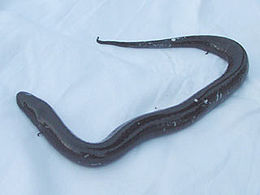 Kétujjú angolnagőte (Amphiuma means)