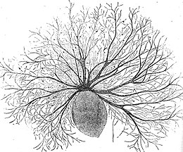 Oodinium, a genus of parasitic dinoflagellates, causes velvet disease in fish[43]