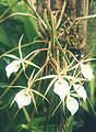 Brassavola flagellaris