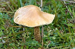 Cinoberinė šlakabudė (Cystoderma cinnabarinum)