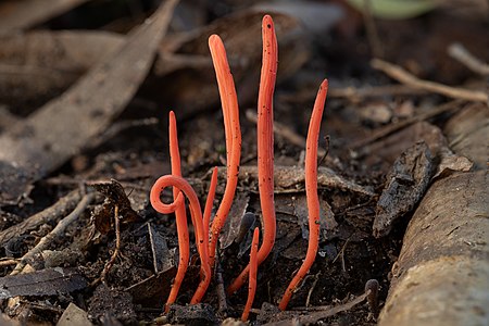 Clavulinopsis sulcata - Lane Cove River