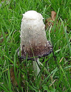 Ullserkur (Coprinus comatus)