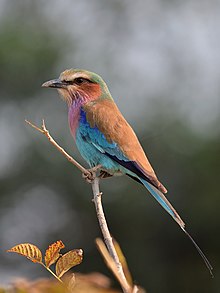 Coracias caudatus (Zambia).jpg