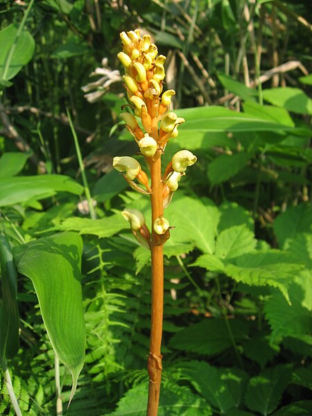 File:Gastrodia elata 1.JPG