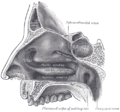 Parede lateral da cavidade nasal. O padal brando é visible na parte inferior dereita)