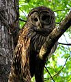 Hontoon Dead River - Barred Owl