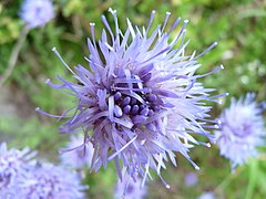 Jasione vivace