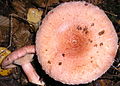 Ryzec kravský (Lactarius torminosus)