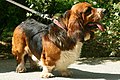 Longhaired Basset Hound