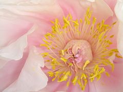 Paeonia suffruticosa, showing the disk that encloses the carpels