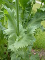 Feuilles de pavot somnifère (Papaver somniferum).