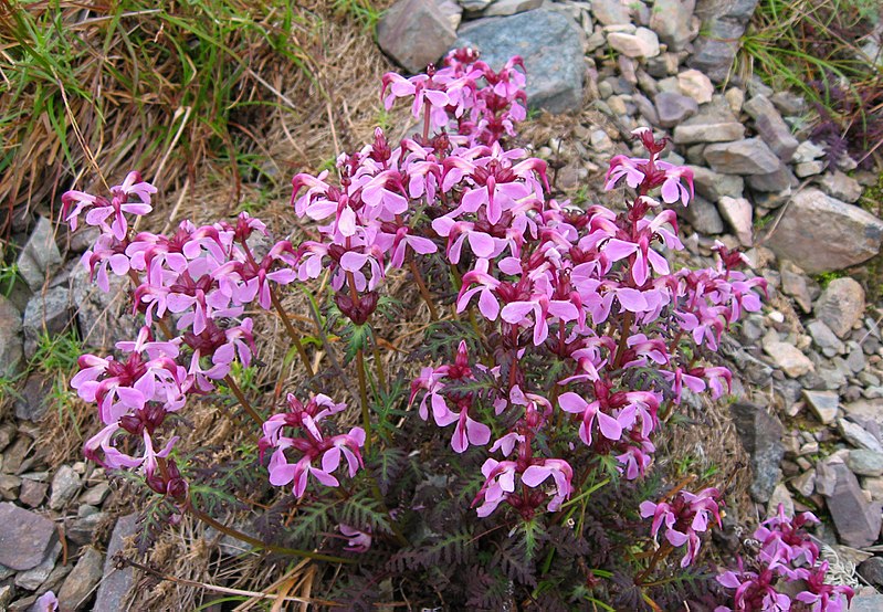 File:Pedicularis chamissonis var. japonica 01.jpg