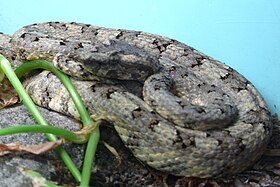 Protobothrops cornutus