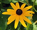 Rudbeckia fulgida var. sullivantii 'Goldsteinii'