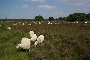 Begrazing door schapen op de Ermelosche Heide