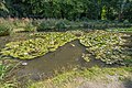 Goldfischteich mit Koi-Karpfen