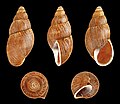 * Nomination Shell of a Peruvian landsnail, Thaumastus alutaceus alutaceus --Llez 05:47, 18 August 2013 (UTC) * Promotion Good quality. --Florstein 08:09, 18 August 2013 (UTC)