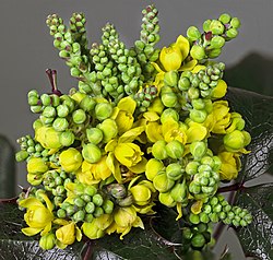 Parastā bārbele (Berberis vulgaris)