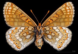 Euphydryas aurinia provincialis ♀ △ MHNT