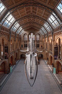 Central hall with blue whale skeleton of the Natural History Museum London, evening light coming through the windows.