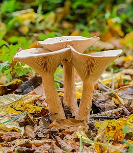 Ockerbraune Trichterlinge (Infundibulicybe gibba)-20191017-RM-155028