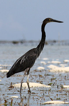 Stambiasnapis garnys (Ardea sumatrana)