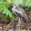 Bush Stone-curlew