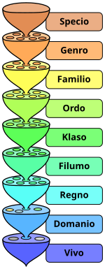 La niveloj de la biologia klasiga sistemo.