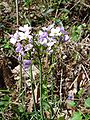 4611 Etne engkarse Cardamine pratensis