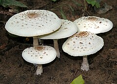 Macrolepiota procera (Agaricales)