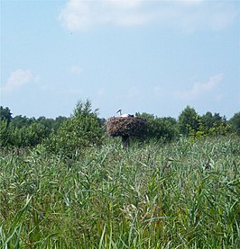 Broedende ooievaar in De Alde Feanen