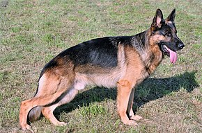 German Shepherd