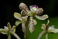 Prosthechea crassilabia