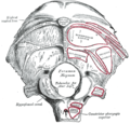 Occipital bone. Outer surface.