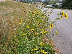 Vill solsikke langs vegkanten i Montana