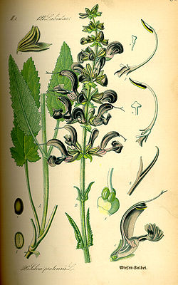 Aassalvei Salvia pratensis. Illustratsioon Otto Wilhelm Thomé raamatust "Flora von Deutschland, Österreich und der Schweiz..." (1885), Gera, Saksamaa