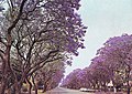 Jacaranda trees in Montagu Ave, Salisbury, Rhodesia (now Harare, Zimbabwe) in 1975