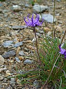 Phyteuma hemisphaericum