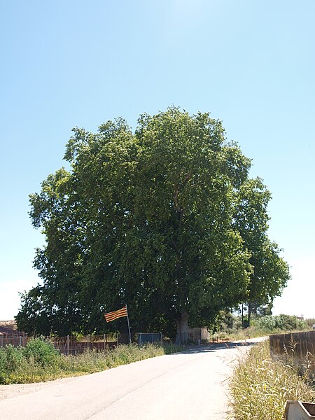 File:Plataners del Pinell 02.JPG