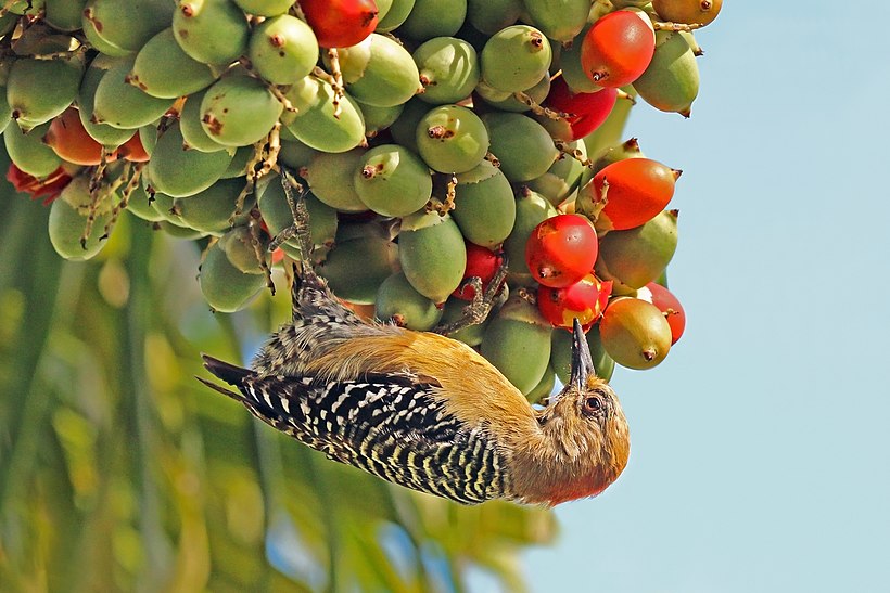 Photographie d’un oiseau en train de se nourrir.