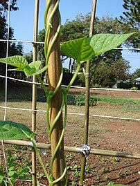 Bean tendrils, exhibiting anti-clockwise wrapping