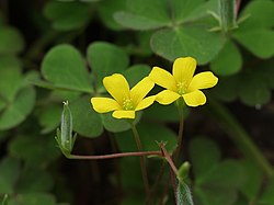 Oxalis corniculata