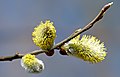 Salix Shelgu